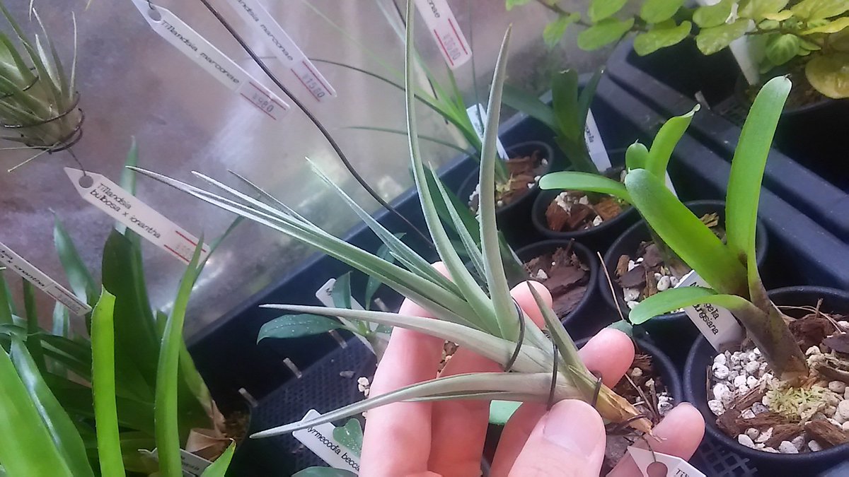 kandahayato's tweet photo. 亜属別特集💡
【Anoplophytum亜属】

Tillandsia Mystic Flame(albertiana x ixioides) 3680円

ixioides譲りの草姿が素晴らしい(硬質)ばかりでなく、ここからの朱色三弁花は至高なのです。

#チランジア #ティランジア  #tillandsia #albertiana #ixioides https://t.co/IvS0TIizQ8