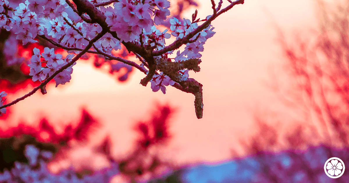 「今年も桜は美しかった? 」|秋赤音のイラスト
