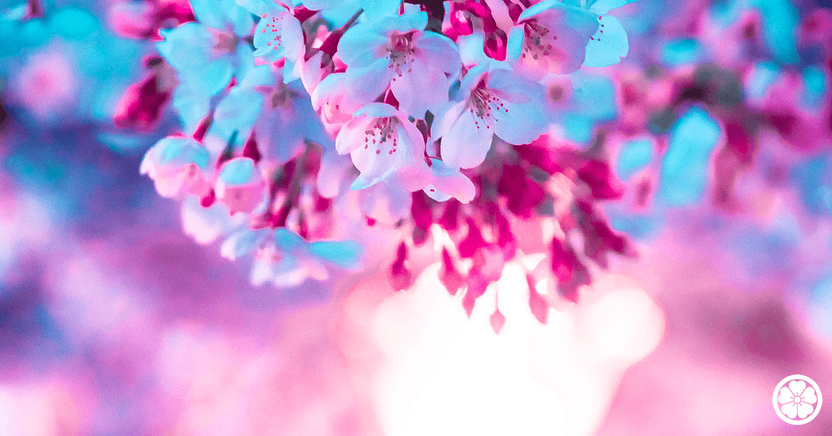 blurry no humans flower blurry background depth of field pink flower cherry blossoms  illustration images