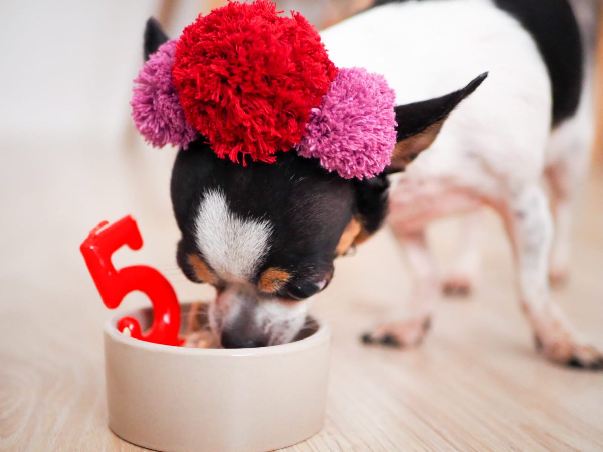 babilaperreta's tweet photo. ¡Hey! que ayer fue mi #cumpleaños, 5 añitos repletos de siestas, paseos y mucho cariño 🐶🎂 Gustándome tanto la comida, a mami no se le pudo ocurrir mejor regalo: 😂 ¡buffet libre! Gracias a todos los que me achucharon ayer durante todo el día. #perro #dog #birthday #pet #party https://t.co/ppTid5zCG4