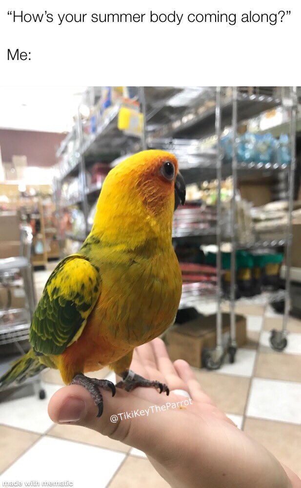 tikitheparrot's tweet image. “Hows your summer body coming along?” 

Me: