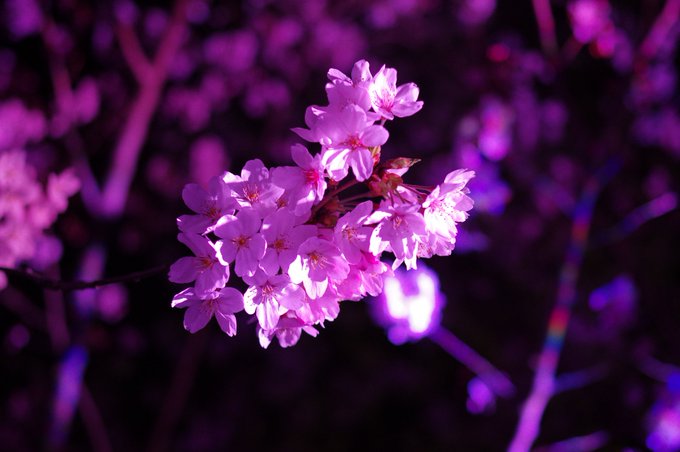 夜桜 高画質 のtwitterイラスト検索結果 夜桜 高画質 のtwitterイラスト検索結果