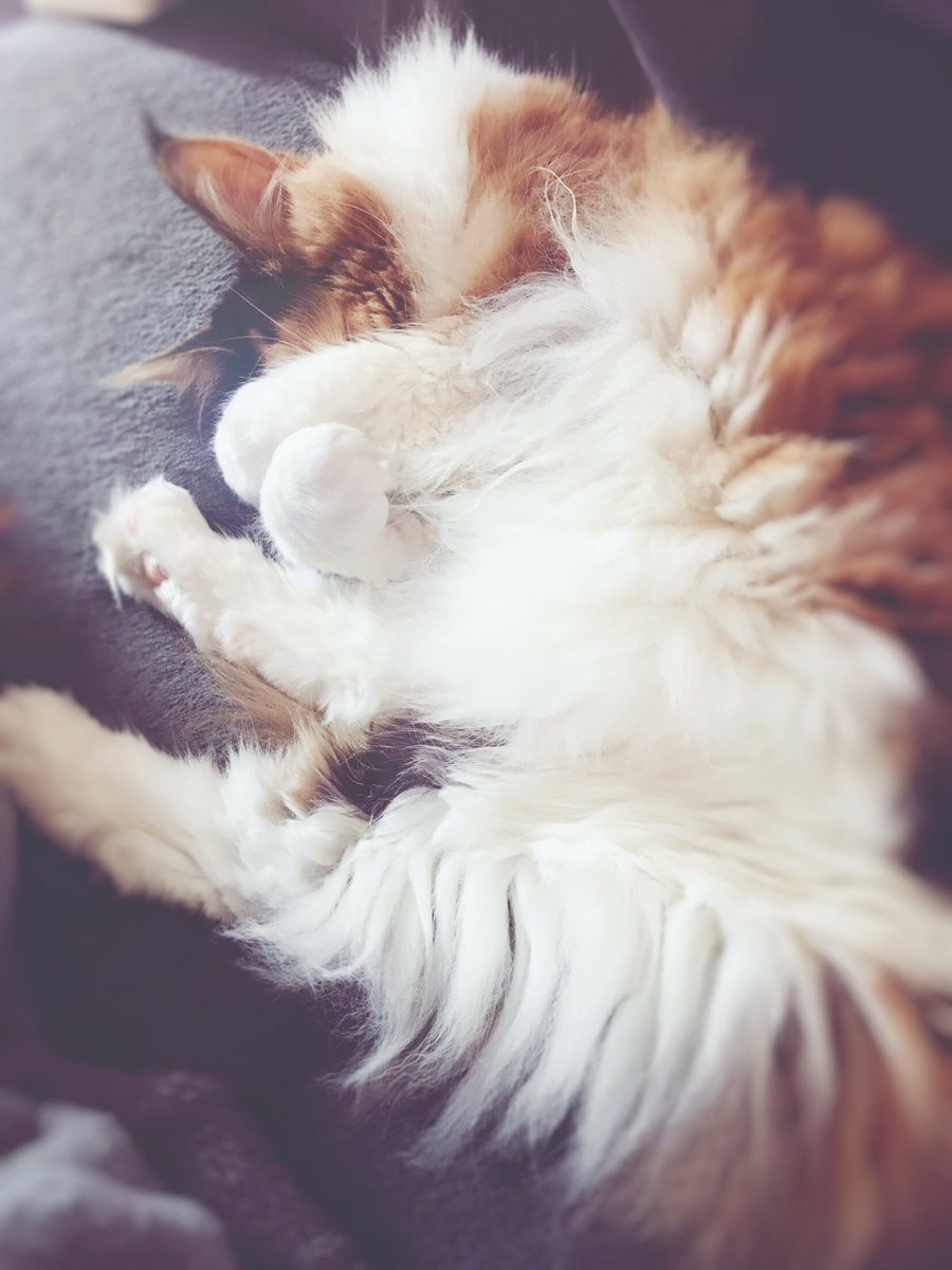 sexprimons's tweet photo. @Olympe_De_G @ohshititslele Ohh la mienne se porte plutôt pas mal, elle se repose pour un week-end Torride 😜 ! https://t.co/SfobLzH4uo