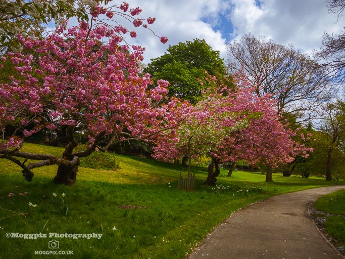 Blossom Trees in Princes Park, Liverpool

#PrincesPark #BlossomTrees #Liverpool #Moggpix