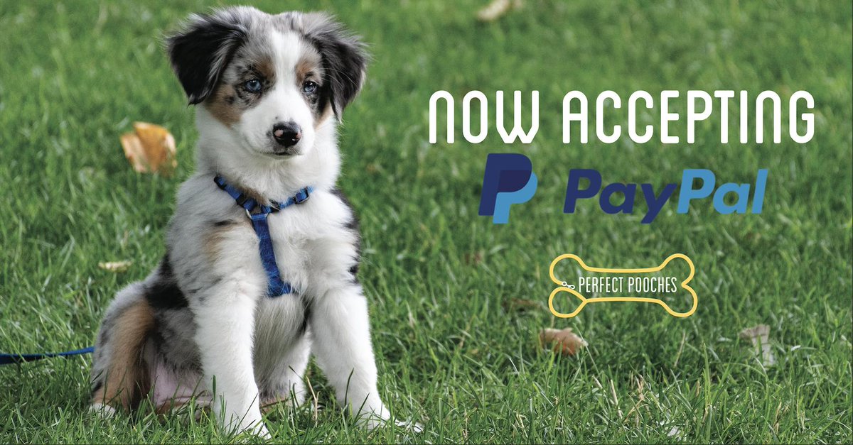 PerfectPoochesP's tweet photo. #DYK that we are now accepting payments through #Paypal? #PerfectPooches #DogTraining https://t.co/gwCSbAcygc