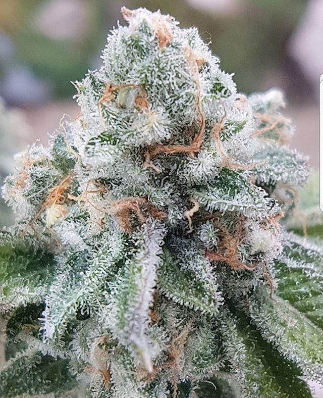 MiamiClubsApp's tweet photo. 🍪With Florida not yet approving the sale and use of recreational marijuana, this is going to be an interesting state to follow.  As a massive state with a huge retirement populace, it’s also something that I firmly believe will be going on a county b… https://t.co/KfhYlz2FLh https://t.co/6QeBrofZ0X