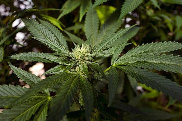 MiamiClubsApp's tweet photo. 🇺🇸Los Angeles Set to Reduce or Expunge 50,000 Marijuana Convictions🇺🇸 The initiative is part of a larger effort to reduce or expunge marijuana-related convictions retroactively.
Nearly 50,000 people who have been convicted of marijuana-related offenses w… https://t.co/nF10ADjFOv https://t.co/g7rpjA7Rf4