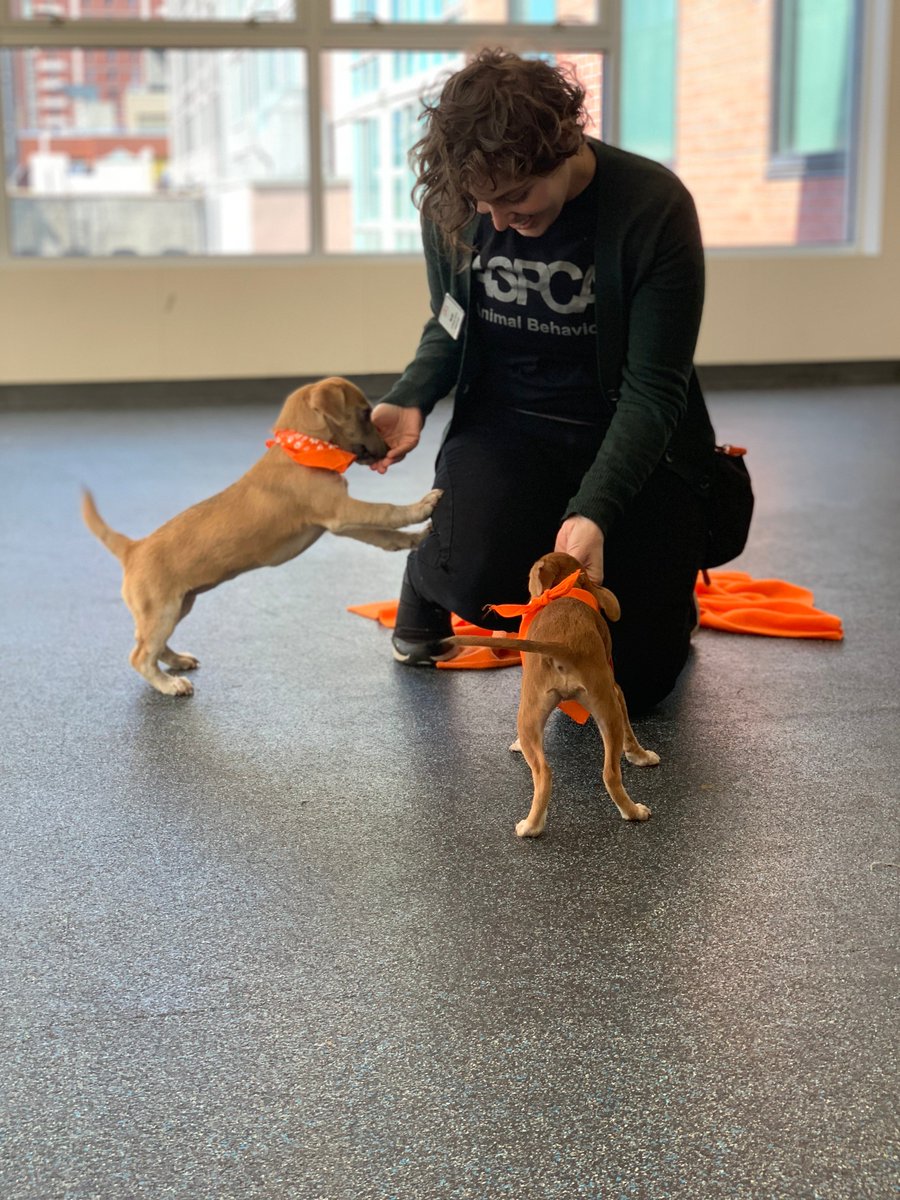 ASPCAPro's tweet photo. This past week, the @ASPCA celebrated the arrival of the 100,000th animal to be transported through our Animal Relocation Program! Thank you to our wonderful partners for this event, @ochsms and The Augusta Regional SPCA! https://t.co/xZibjm3EdE