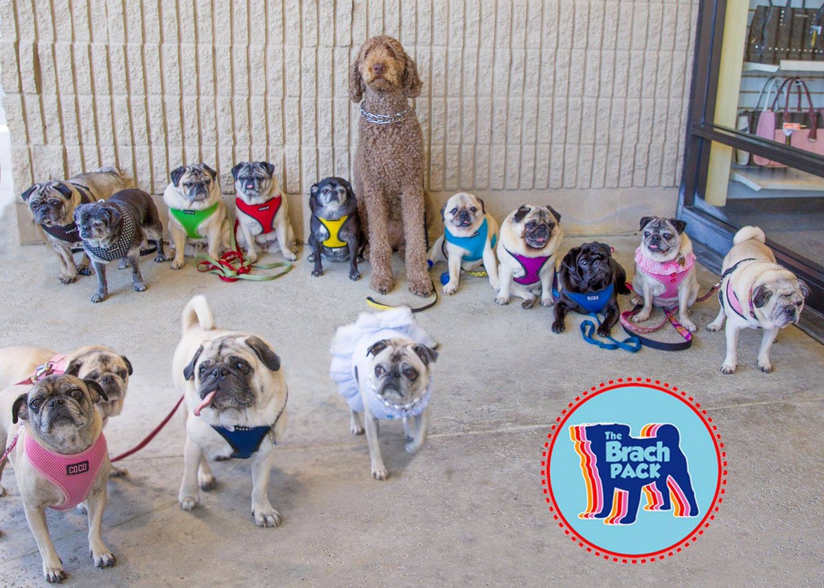 BrachPack's tweet photo. We usually get together with friends on the first Saturday of the month.  (That is today, BTW.) #brachpack  #pug https://t.co/ZJ35xCIrXW