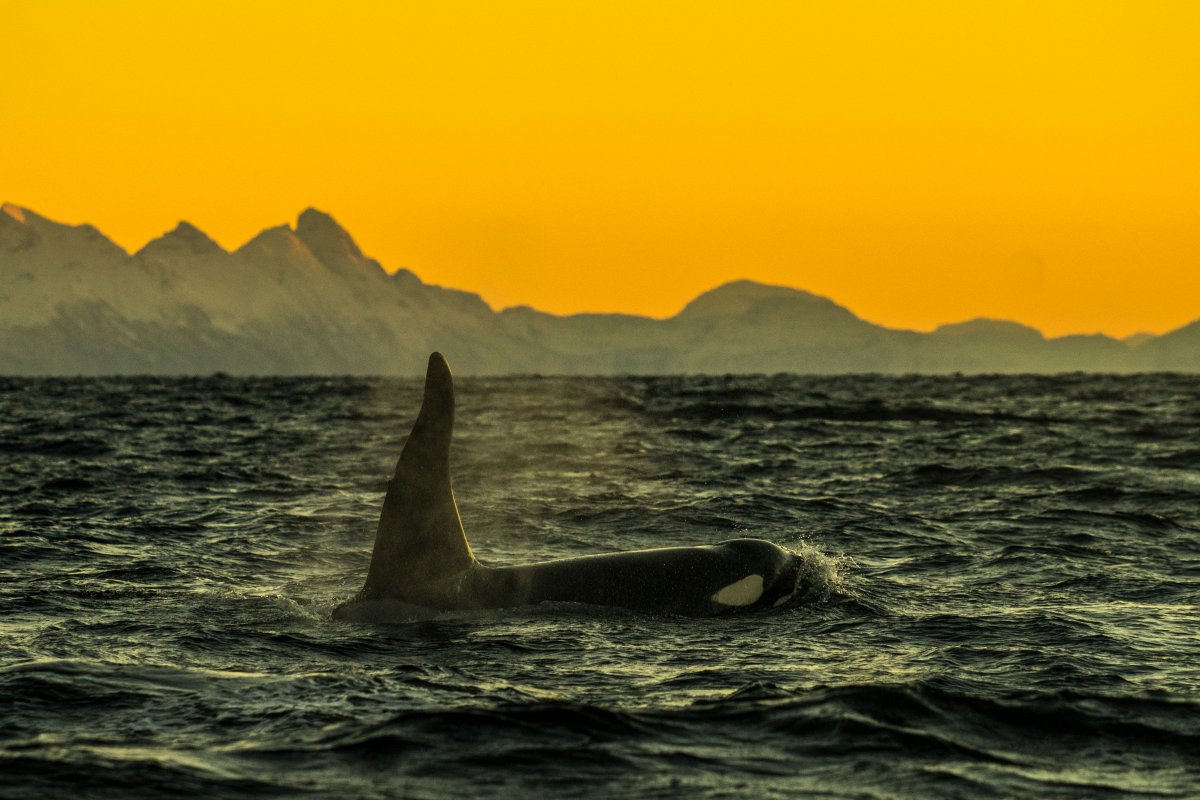 Sea_Legacy's tweet photo. VICTORY: Norway's Labour Party, @Arbeiderpartiet, WILL support the permanent protection of #Lofoten, #Vesterålen and #Senja islands in northern #Norway from oil exploration. #Levehavet
🌊💪@Folkeaksjonen, Friends of the Earth Norway, @aufnorge, @NaturogUngdom
📸 @CMittermeier https://t.co/7NekmWTx7R