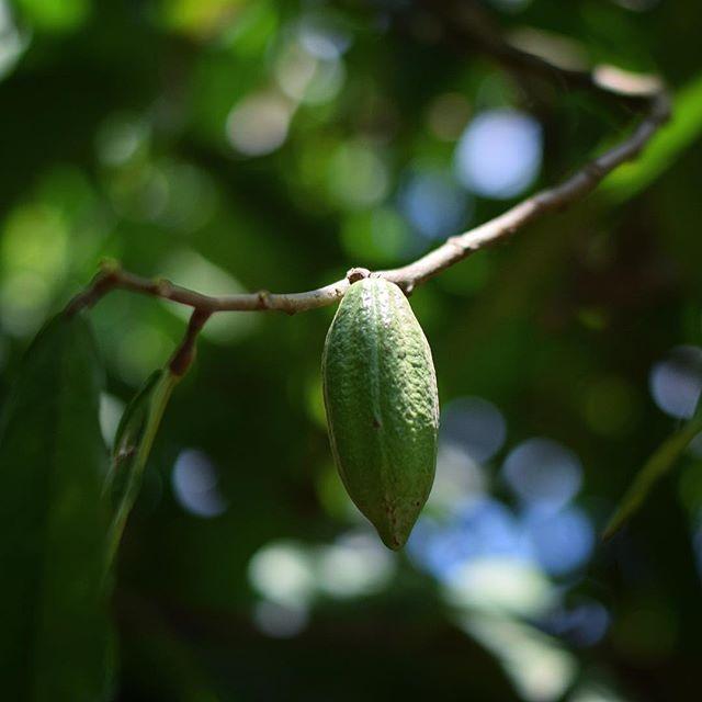 A beautiful day to start the weekend, if only we could be basking in the sun like our cacao but chocolate making calls. 🌿☀️🍫
.
.
.
#itstheweekend #butnotforus #farmtobar #cacao #green #6dayworkweek #mastatal #chocolatetakesoverourlives #familyfarm #c… bit.ly/2G4vLnG