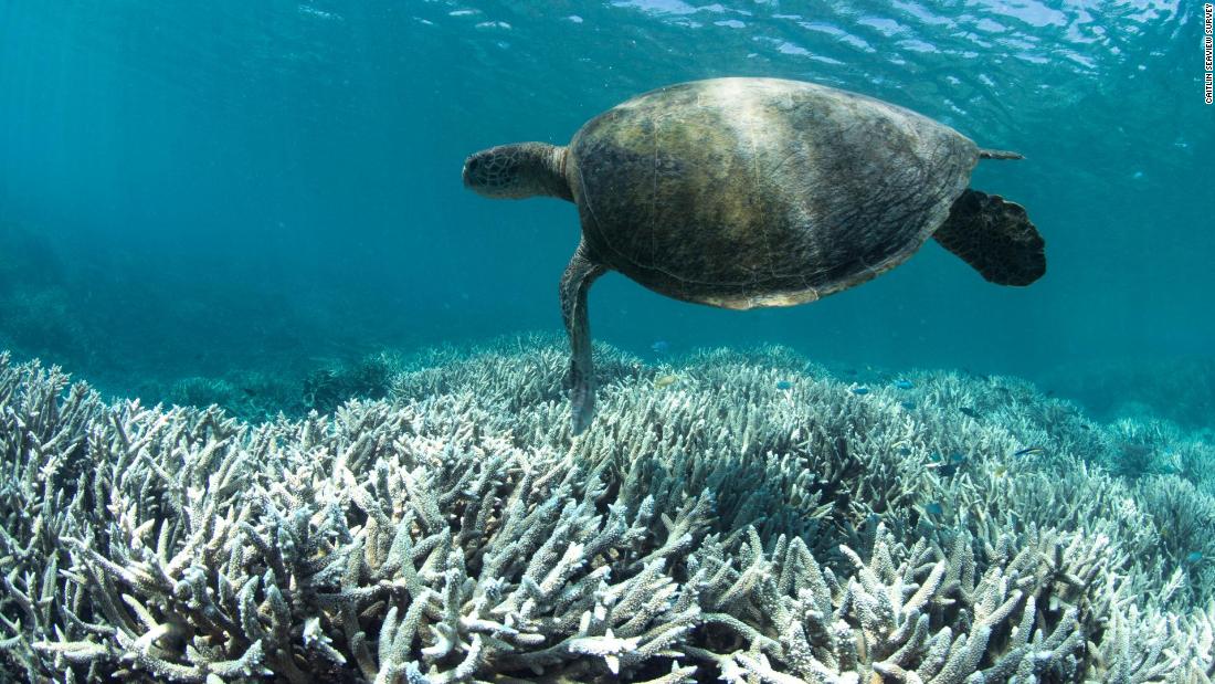 mnaEN's tweet image. #Successive ocean heat waves are not only #damaging #Australia 's #Great #Barrier Reef, they are #compromising its #ability to recover, raising the #risk of "#widespread #ecological collapse," a new study has found.
#MNA_English #MNA