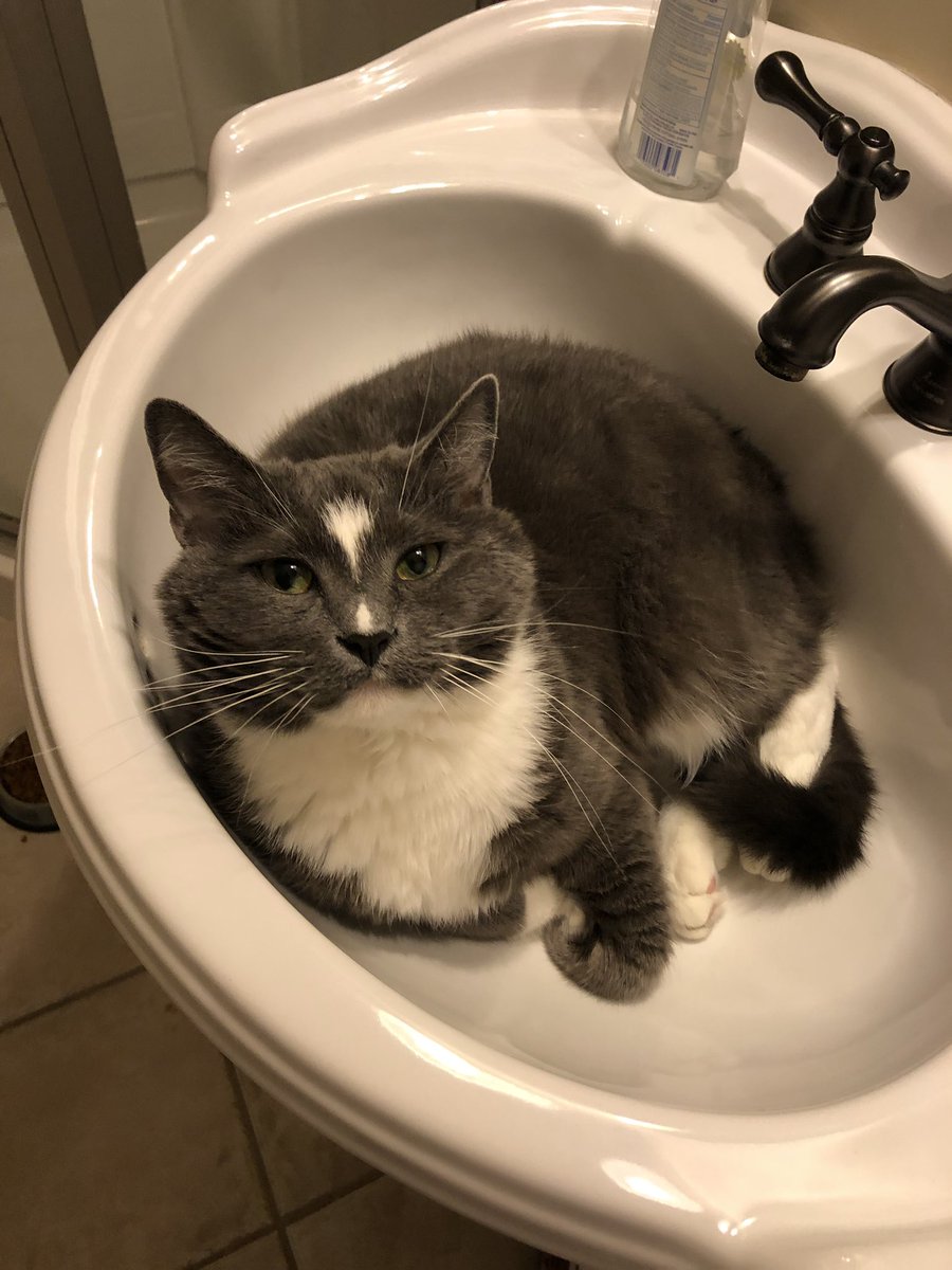 I think I’ll sit in the sink. Why not? #SaturdayThoughts #SaturdayVibes #Caturday #CatofCaturday #CatsofTwitter #meow