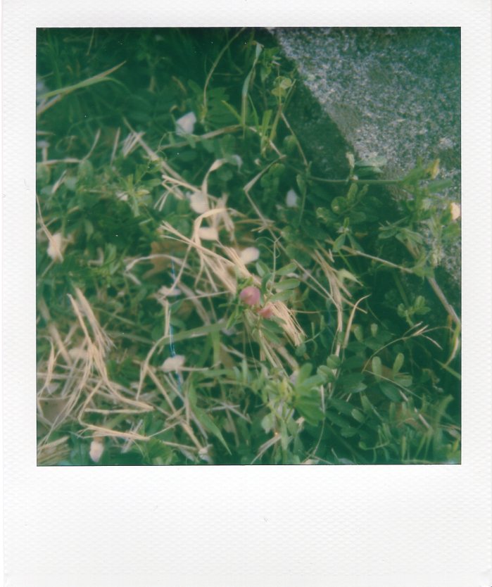 komura_gaeri's tweet image. 春の夕方を堪能
#ポラロイド
#ポラロイドオリジナルズ