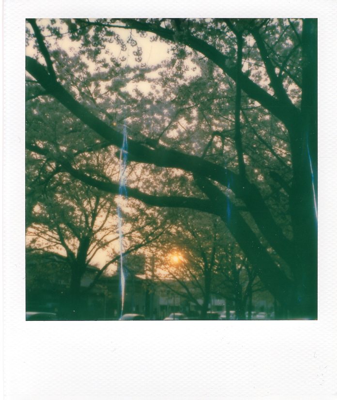 komura_gaeri's tweet image. 春の夕方を堪能
#ポラロイド
#ポラロイドオリジナルズ