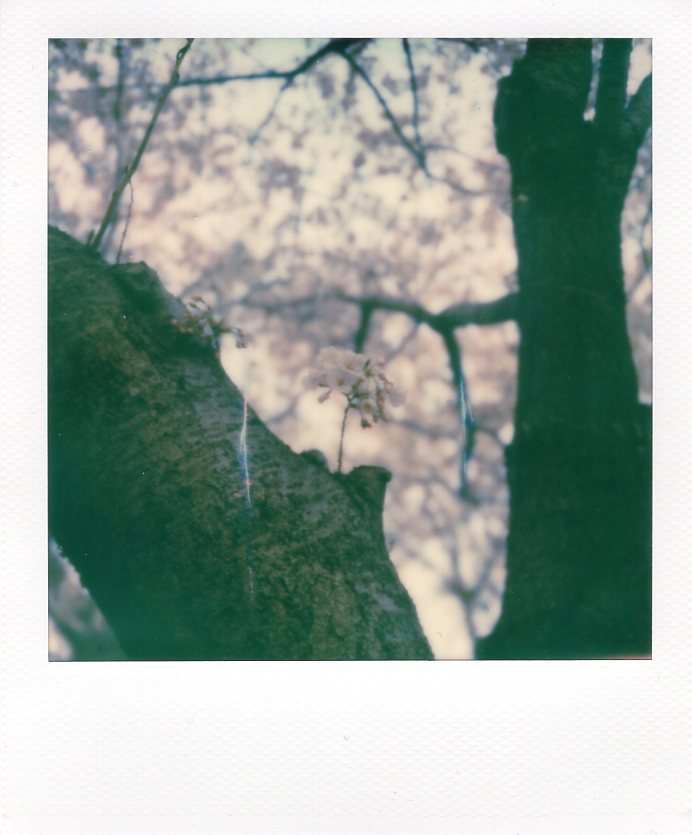 komura_gaeri's tweet image. 春の夕方を堪能
#ポラロイド
#ポラロイドオリジナルズ