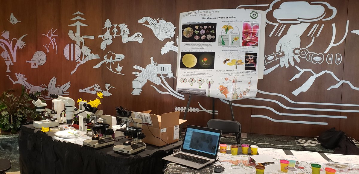 boavida_lab's tweet photo. All set for Spring Fest! We are waiting for your visit at "The miniscule world of pollen" and " B(e)e a pollinator"! https://t.co/995tJth9ZL