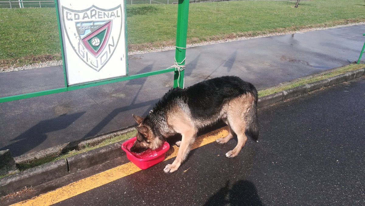 Tenemos recogido en nuestras instalaciones de El Tragamón este perrín, estaba perdido y asustado, por favor compartidlo a ver si encontramos a sus dueños. Gracias!
