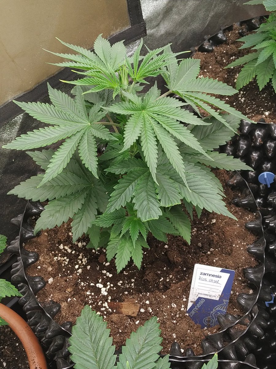 Hulkberry, Candy Caramelo, Blue Gelato 41 and Blue Spider