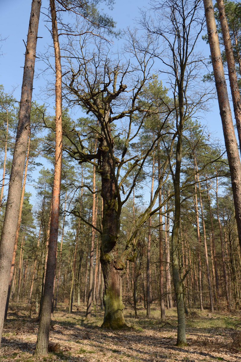 NiccoloTribolo's tweet photo. In the #Berlin Grunewald there are some interesting #old #oaks ...
In not a few live #Osmoderma eremita, #Cerambyx cerdo etc.
In most lives also Laetiporus and Fistulina, but also sometimes Aurantioporus croceus.
Part 1
@jrees04 @RGE_Art @AncientTreesATF https://t.co/IUZWgAlTqf