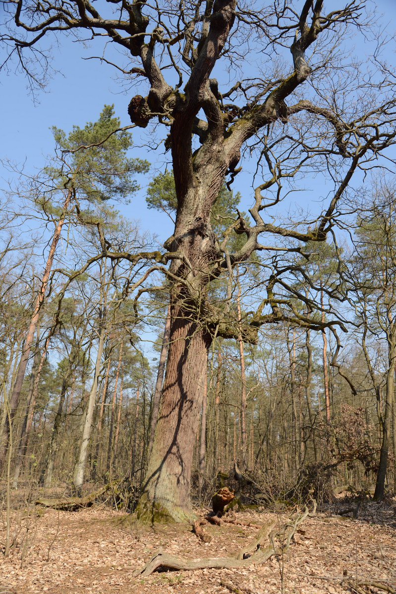 NiccoloTribolo's tweet photo. In the #Berlin Grunewald there are some interesting #old #oaks ...
In not a few live #Osmoderma eremita, #Cerambyx cerdo etc.
In most lives also Laetiporus and Fistulina, but also sometimes Aurantioporus croceus.
Part 1
@jrees04 @RGE_Art @AncientTreesATF https://t.co/IUZWgAlTqf