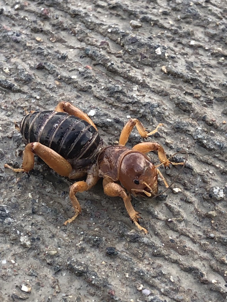 ATGCSuper's tweet photo. A good sized Jerusalem Cricket @ArroyoTrabuco this morning. #insects @ento_maniac https://t.co/a6Q4Xpo5Zr