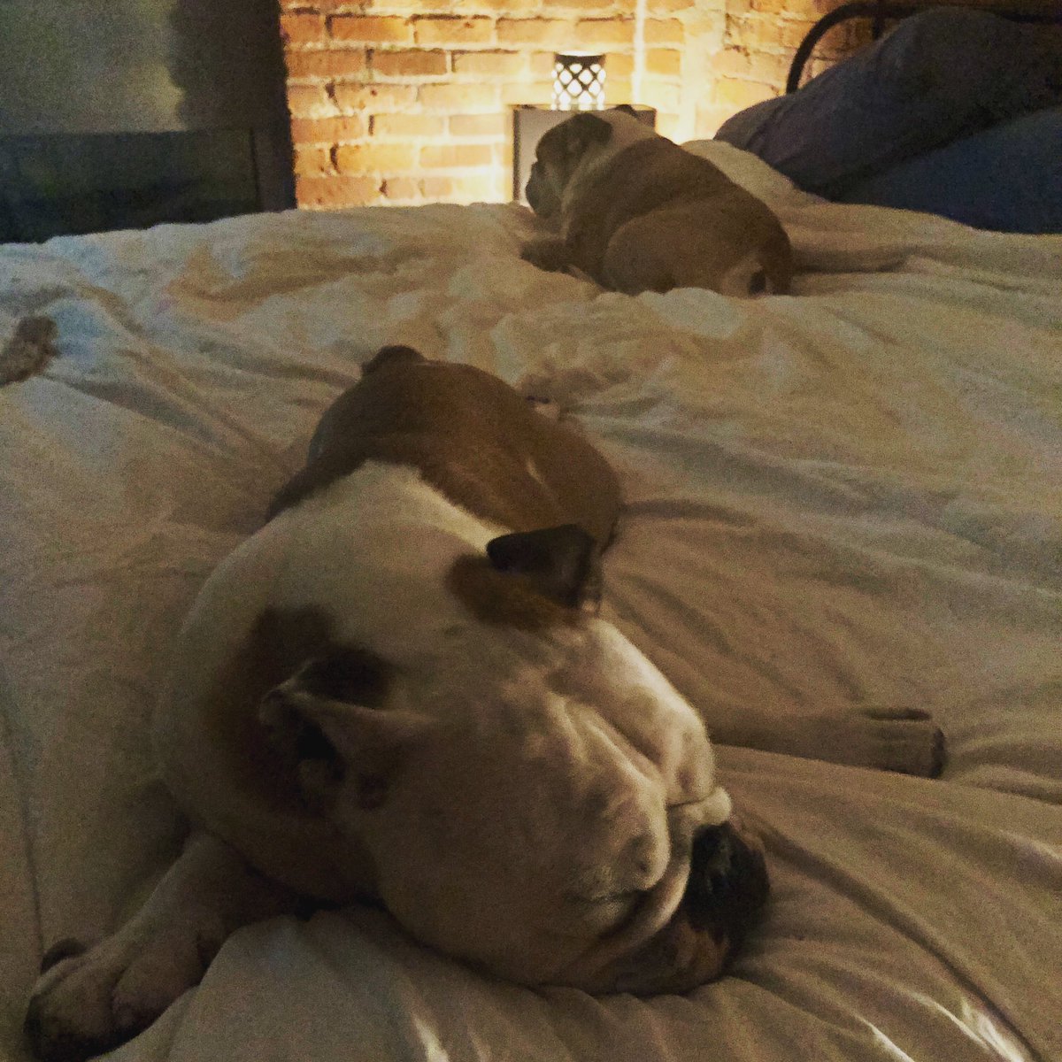 Bulldogways's tweet photo. Sorry Dad, I’m sure you can find some room on the couch. 
#bedhogs #ourbed #bedtime #bulldogsofinstagram #bulldogs #sleep #buffalo #dogsofbuffalo #buffalove https://t.co/lkxjveYpt1