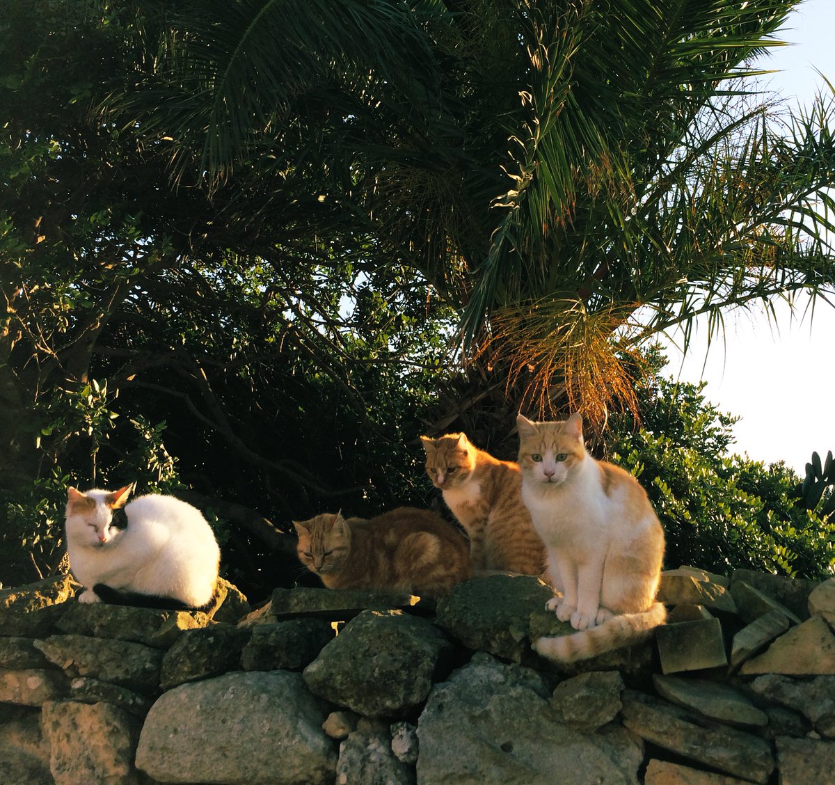 Cats that look like an indie band #catsthatloollikeanindieband