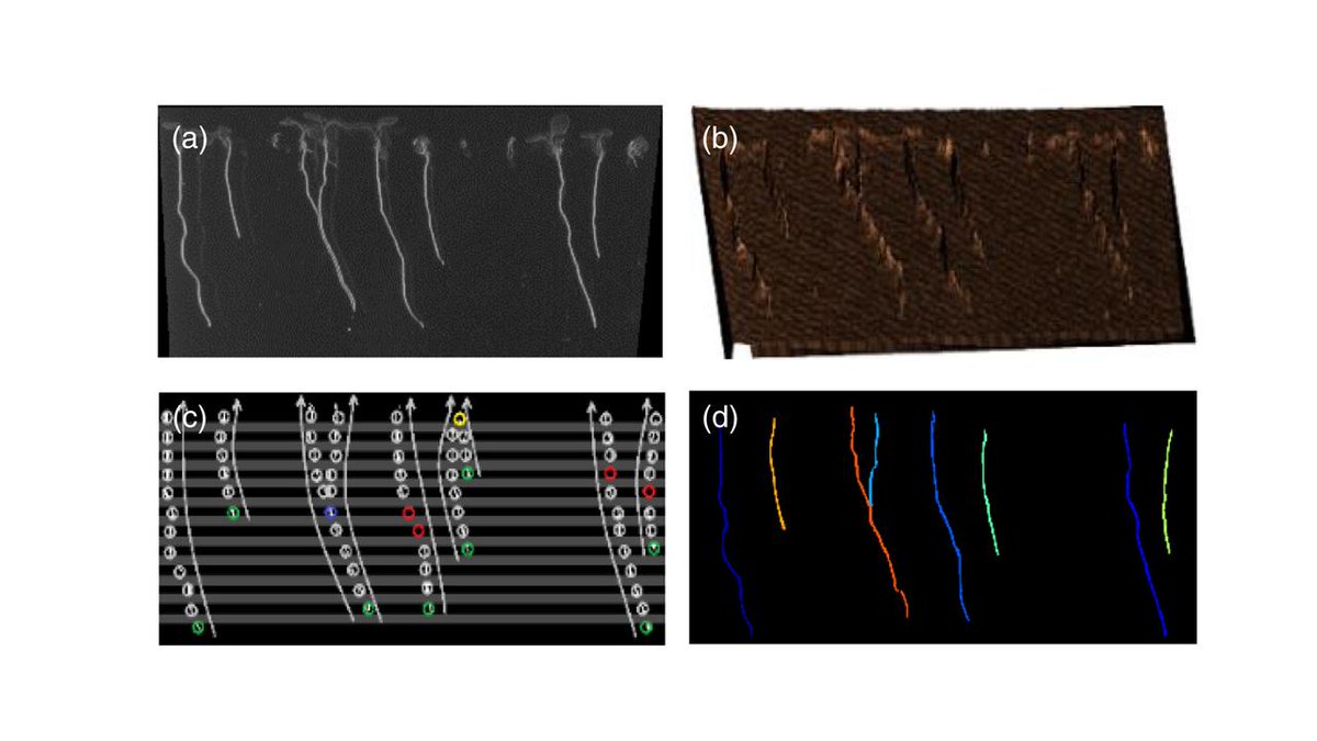 ThePlantJournal's tweet photo. Technical Advance: MyROOT combines a bottom‐up root tracking approach with a hypocotyl detection algorithm; allows precise, fast and semi‐automatic quantification of primary root length of seedlings on a plate. https://t.co/kw2BONj0Iq https://t.co/U6GYnnMO2A