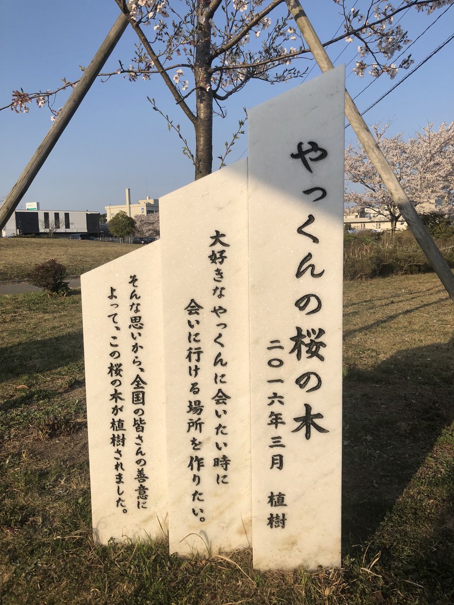 そして、初めて桜塚やっくんさんの桜にお会いする事ができました