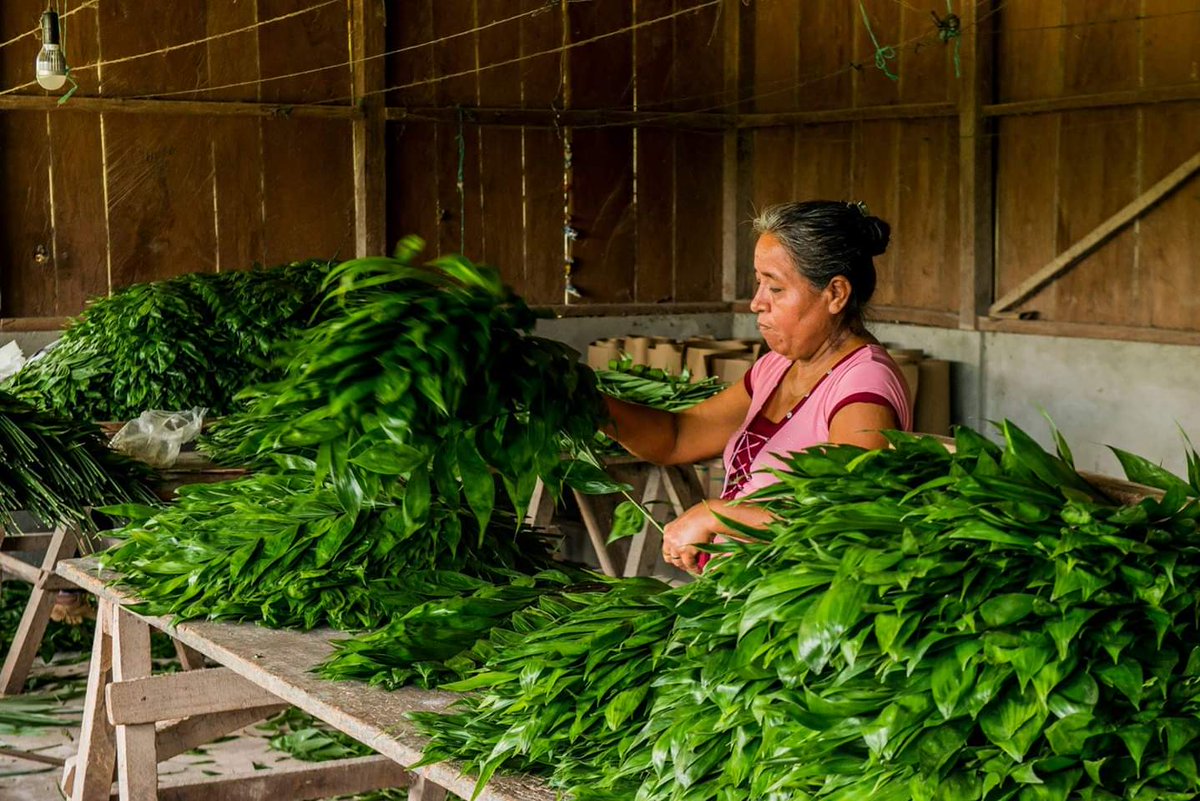 cncgusaid's tweet photo. Las #CFC conservan la #biodiversidad #patrimoniocultural y a la vez generan sustento para las comunidades por medio del aprovechamiento sostenible de #NoMaderables como el xate. Descubre más en https://t.co/NMvBSKchtN
#SalvemosPeten #SomosBosquesParaSiempre https://t.co/pIcTqPu5pU
