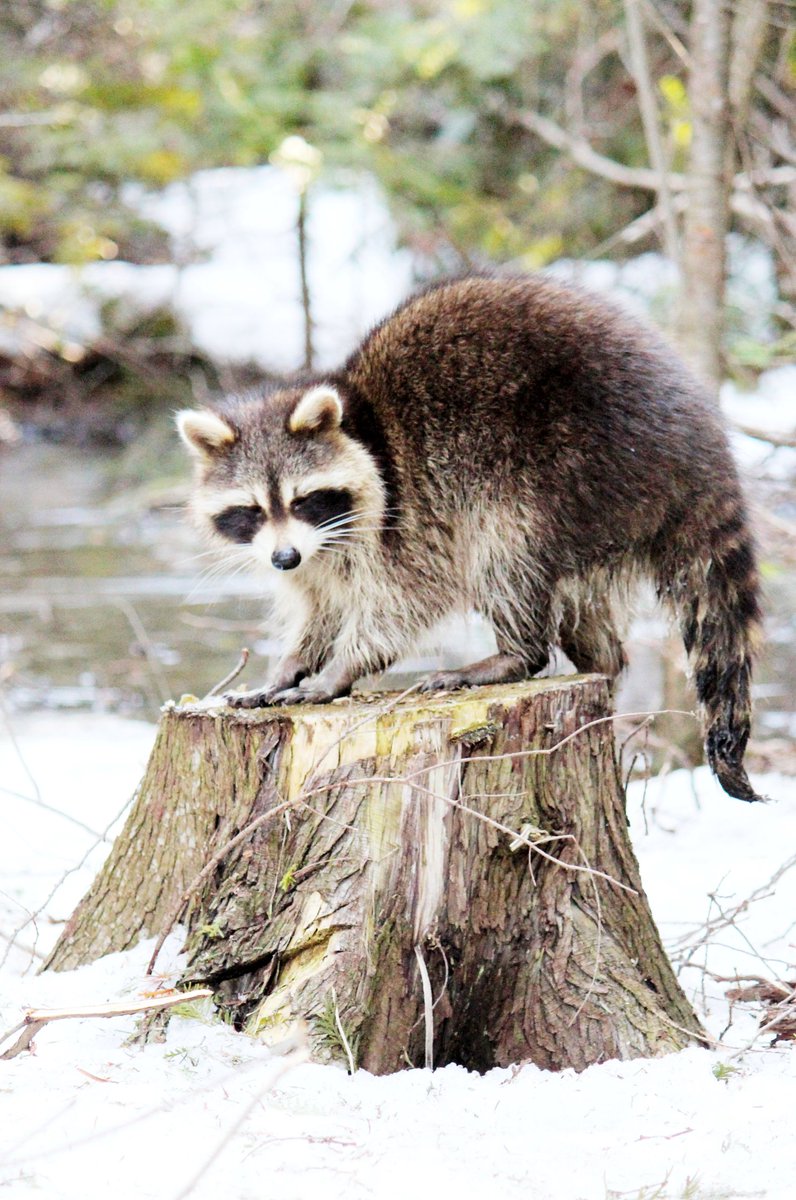 peteonrepeat's tweet photo. Julio the Raccoon. @PineryProvPark @MacGregorPoint https://t.co/gWkYInOzA4