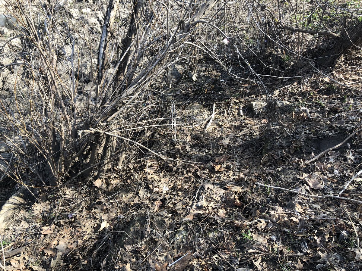 Brooke_Givens's tweet photo. Before and after. #PBRR #KCTrashTag #GiveAHootDontPollute https://t.co/IyCwJtWrrI
