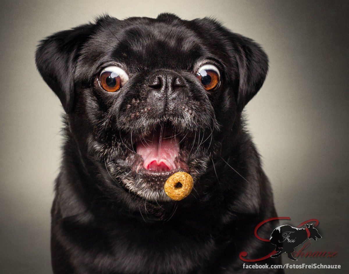 Le dernier projet du photographe et journaliste allemand Christian Vieler : prendre en photo des chiens en train d’attraper des croquettes. Meilleure chose que j'ai vue cette semaine je pense. 
vieler-photography.com/portfolio/snap…