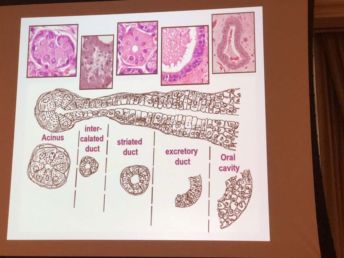 read international review of cytology