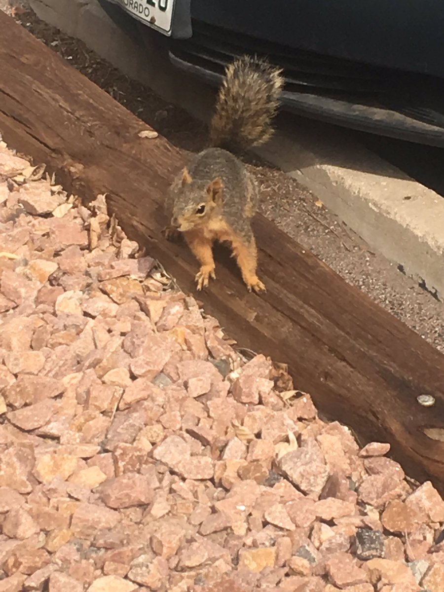 landrews5807's tweet image. Today’s #SQLSatCos mascot!!  He’s been hanging out in the parking lot all day!!
