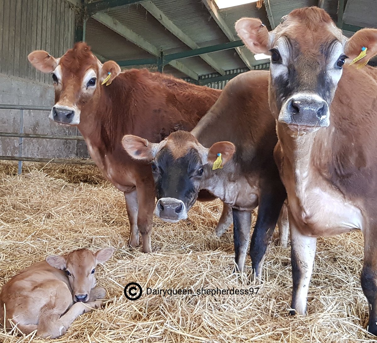 VickyDimond_97's tweet photo. The new arrival yesterday for the Dimond Herd Jersey. Little Matchmaker the 3rd what a cutie . She will get spoilt like all my stock.. My gorgeous girls. #Jerseycow #dairy #Farm365 https://t.co/Zsuxp2alAZ