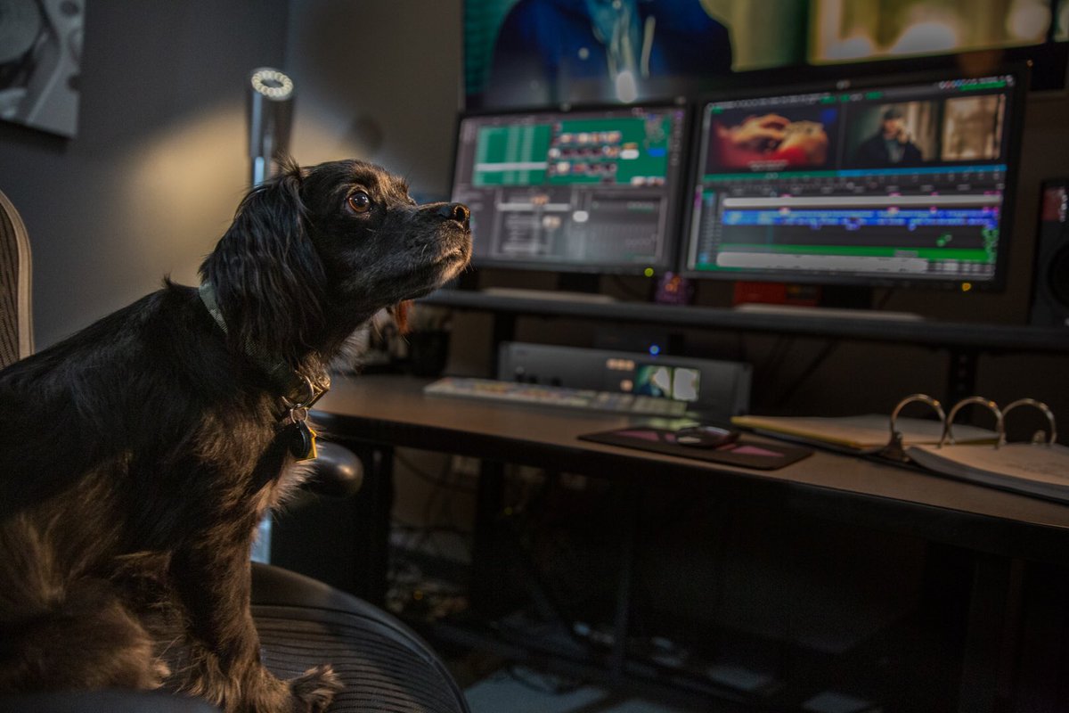 Who’s excited about the new @MediaComposer announcements? I know Kylo is! #mediacomposer #avid #connect2019 #avidconnect #TeamAvid #dogsofavid