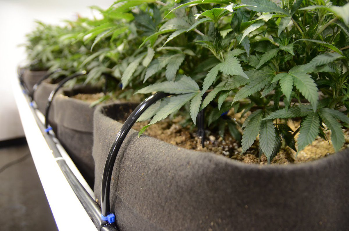 my71mag's tweet photo. โLegal marijuana could be the first billion-dollar industry not dominated by men.โ - Newsweek ๐ฟ๐ See how women are leading the Green Rush in our Light + Sound Issue: https://t.co/s8ERuMEEOL #leafstyles #greenrush #cannabis #legalmarijuana #71magazine #my71mag #womeninbusiness https://t.co/yVp4yAwKka