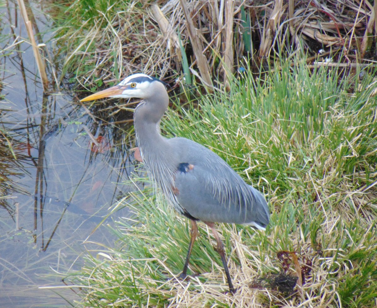 WaParksVisitor's tweet photo. Lake Washington in #Seattle is a great place to be a bird watcher. #SR520Trail.  #birds #birding #nature #naturephotography #wildlifephotography #photography #photographer @ThePhotoHour @animalsofpnw @PacificNWBirds @wsdot_520 https://t.co/qCcukWMmeO