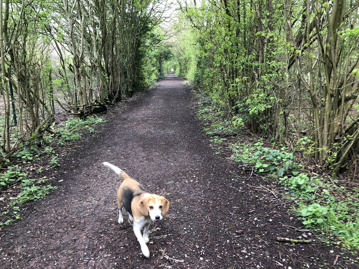 OTLauraHenry's tweet photo. @SPENCERtheOT @hoffiOT Not NHS but Rue loves going to @MapleHouseRehab - walking group is enjoyed by all https://t.co/8vSz5o5LKl