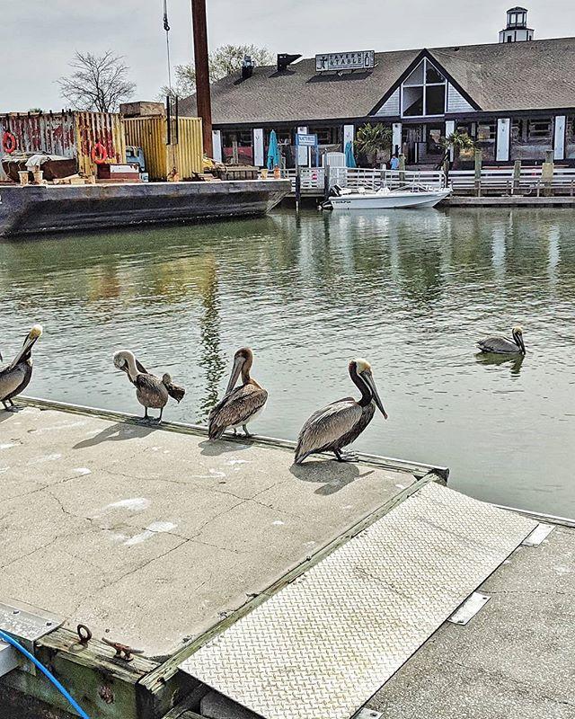 PaperFreckles's tweet image. If there are Murders of crows and Gaggles of geese - is this a Posse of pelicans? An Accidental occidentali?
.
.
.
.
.
.
.
#ilookedthelastoneup #mtpleasantsc #mtpleasant #charleston #charlestonsc #lowcountry #pelicans #shemcreek bit.ly/2UDz79q