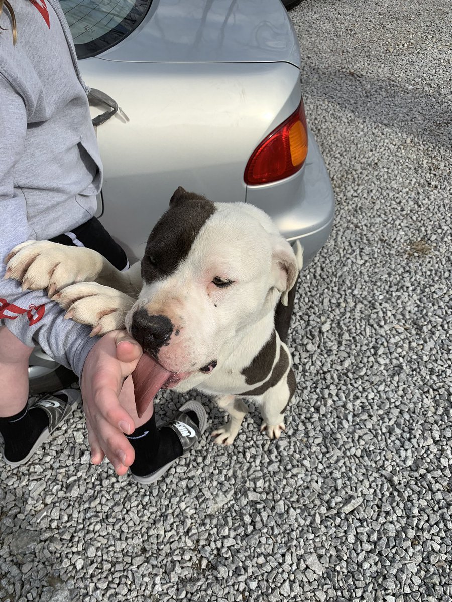 Gfletch33's tweet photo. For some reason people always contact me to help rehome their dogs, so if anyone is looking for a dog, he’s a 1 year old pit, neutered and has shots. PM if you’re interested. https://t.co/5yKxSUvkAo