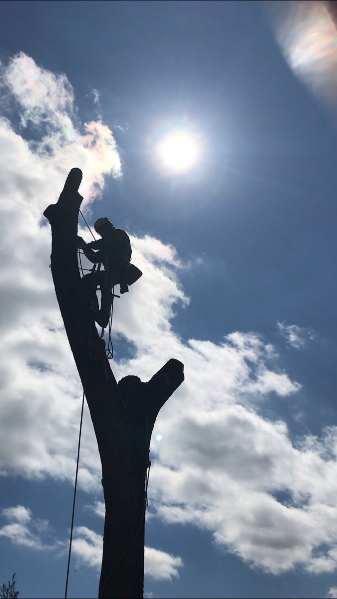 Fantastic Saturday morning with the crew removing this black walnut in Pelham NH 😎👍🌲#trees #SaturdayMorning #hardworkpaysoff