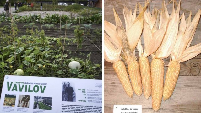 FrPittoresque's tweet photo. [#PATRIMOINE] #Légumes #rustiques : ressuscités à Lyon grâce à la mémoire russe des #semences. Des graines de vieux légumes français ont été retrouvées dans la plus ancienne banque de semences du monde, en Russie ► https://t.co/iY2Aa0e248 https://t.co/CjlcDUBb7E