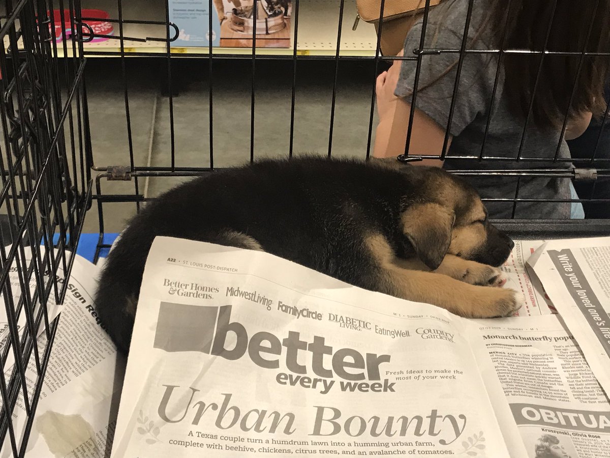 Petsmart 0255 tweet media