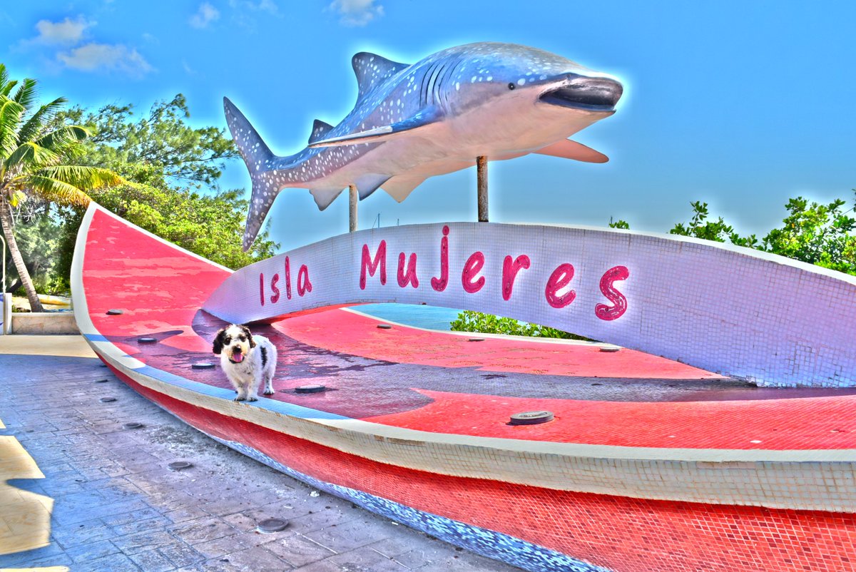 IslaMysteries's tweet photo. Hi! This is Sparky. I am one of the main characters in the Isla Mujeres Mystery series. E-books or paperback. Come join the adventure! #rescuedogs #MysteryWeek #detectivedogs #murderandmayhem #romanceandrevenge https://t.co/QH7uTaztrU