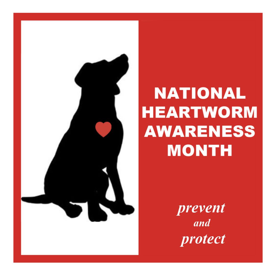 It is national Heartworm awareness month. Heartworm disease can be deadly if not treated. It can be spread through the bite of a mosquito. Make sure to talk to your vet about protection against this disease. 

#nationalheartwormawarenessmonth #preventandprotect