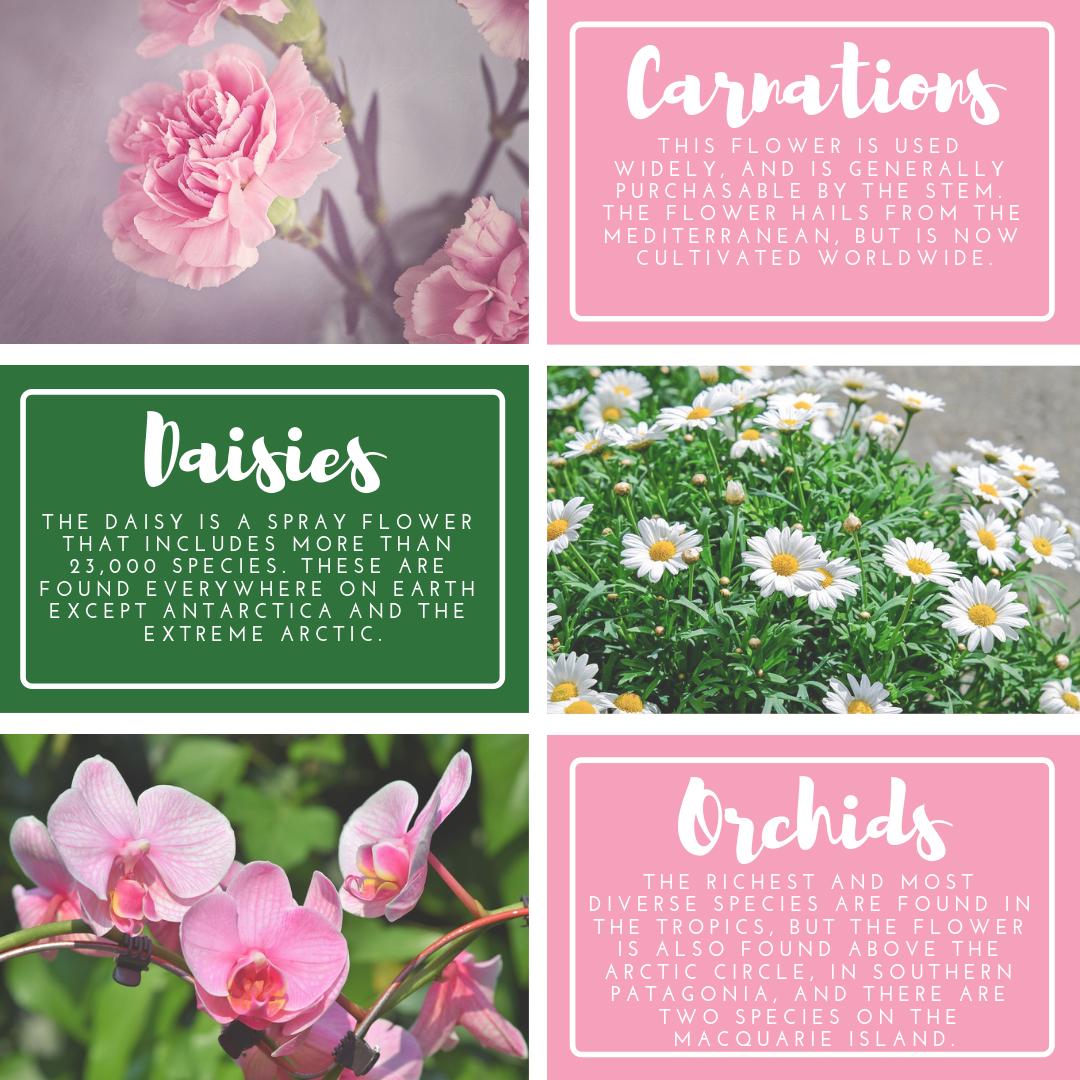 simiconroys's tweet image. Daisies, carnations, and orchids are very popular flowers for the spring season. Learn more about the flowers you love and create the perfect arrangement today! simiflowersandgifts.com