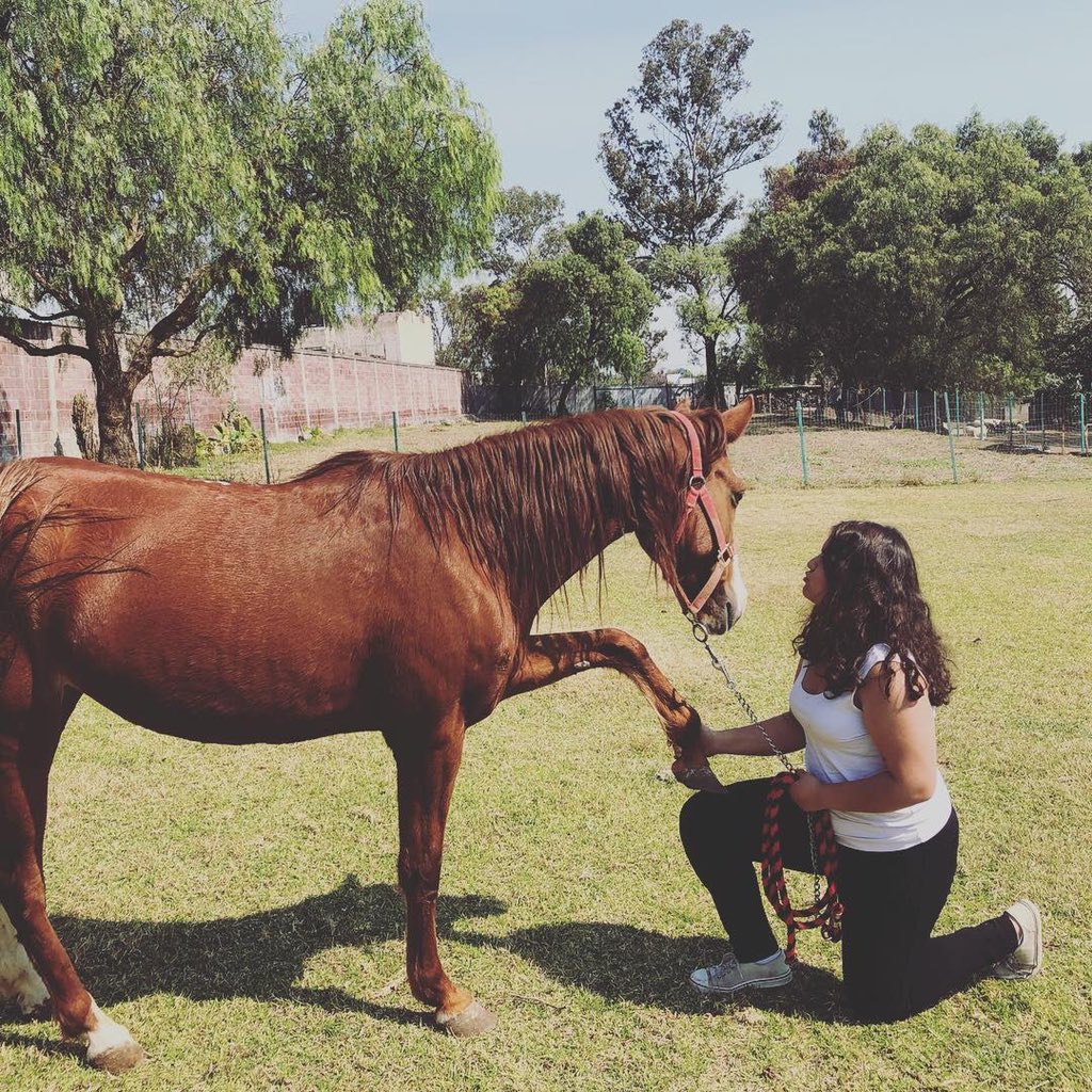 @GNPSeguros Sinceramente los caballos es de las mejores cosas que me han pasado, sentir el su fuerza a través de casa uno de sus movimientos, y poder ver eso en los jinetes y los caballos que competirán seria un gran honor. #viviresincreíble #GNPMéxicojumping